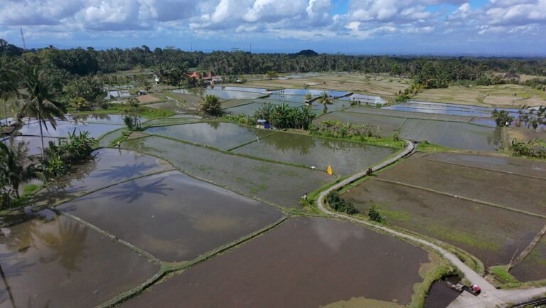 Rizières autour d'Ubud vues au drone lors d'un tour en ebike