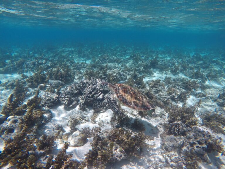 Nager avec une tortue Ă  Gili Meno, entre Bali et Lombok
