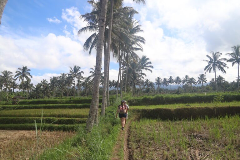 Marche entre les rizières autour de Tetebatu à Lombok