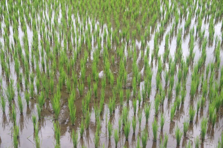 Champs de Riz Ă  Tetebatu, Lombok - version artistique
