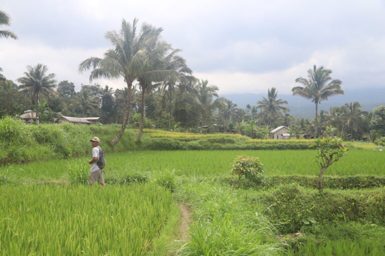 Marche entre les rizières autour de Tetebatu à Lombok