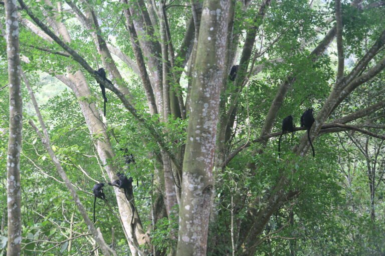 Singes noirs dans la forĂŞt Ă  Tetebatu Ă  Lombok