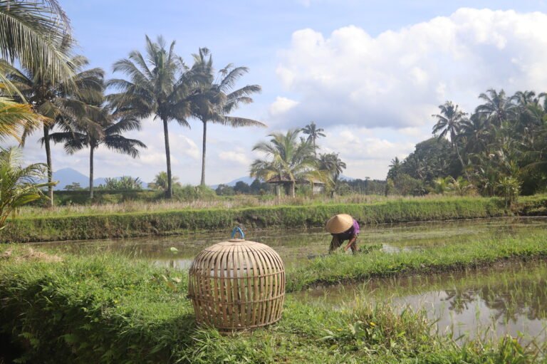 Plantation de riz à côté d'Ubud, à Bali