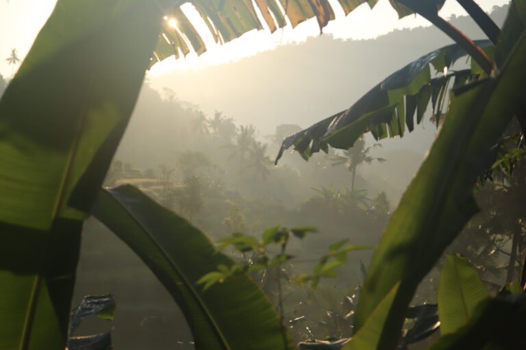 Le lever de soleil pointe entre les feuilles de la végétation à Sidemen