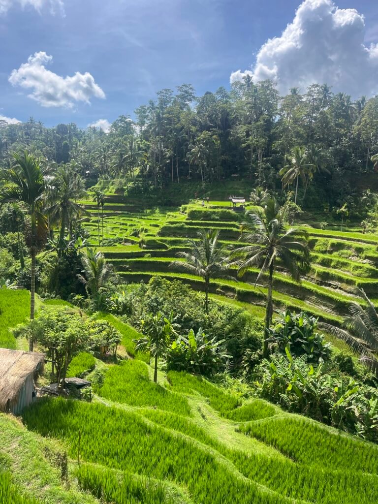 Rizières en terrasses à Tegallalang, classé à l'UNESCO !