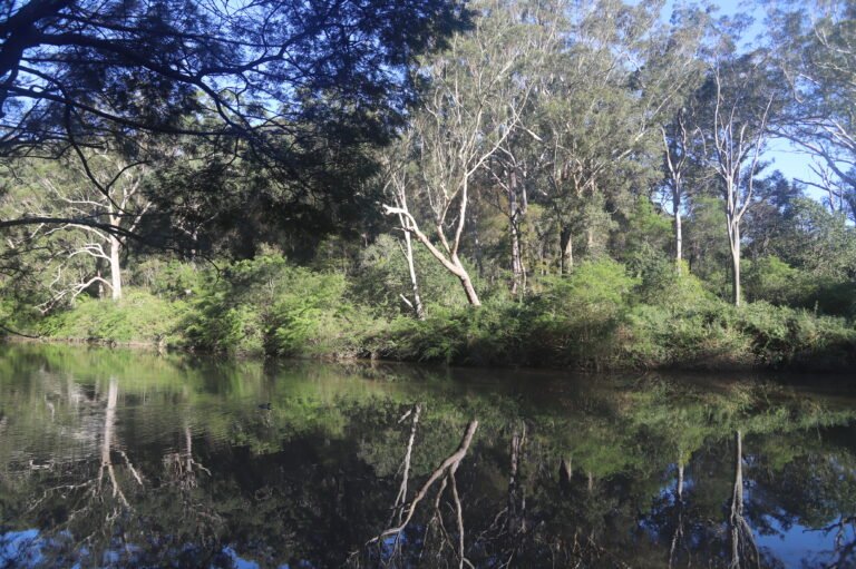 Lane Cove National Park reflets dans la rivière